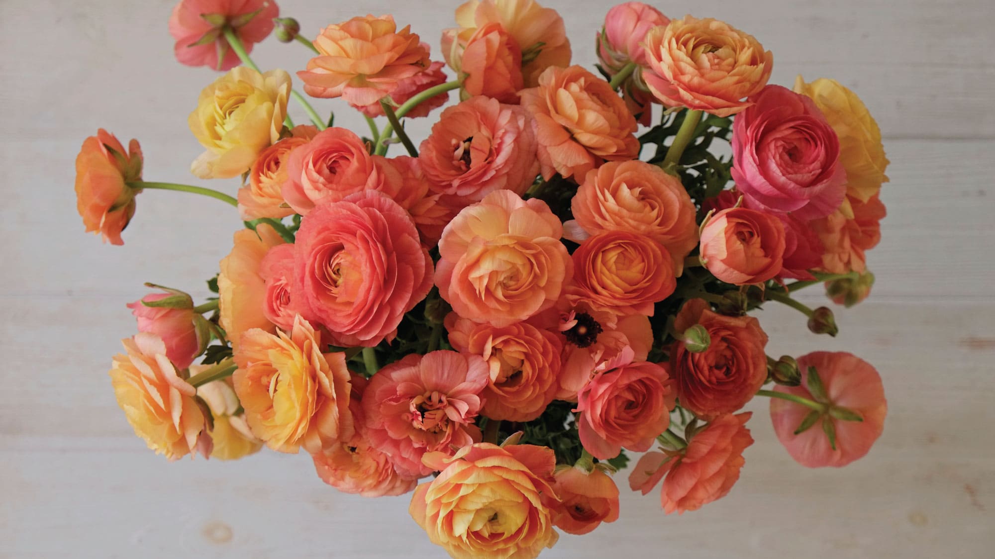 Wholesale Ecuadorian Rosas & Bulk Flowers • Farm-direct – Asiri Blooms